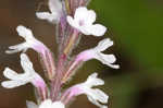 Carolina false vervain